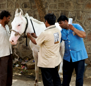 colic treatment