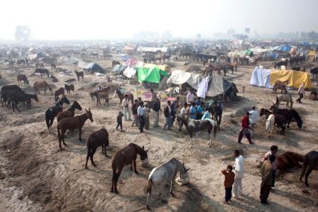 Indiasepaardenmarkt