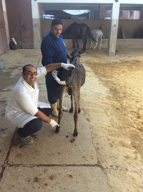 Little donk maakt dierenarts blij