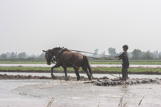 aan het werk op de rijstvelden